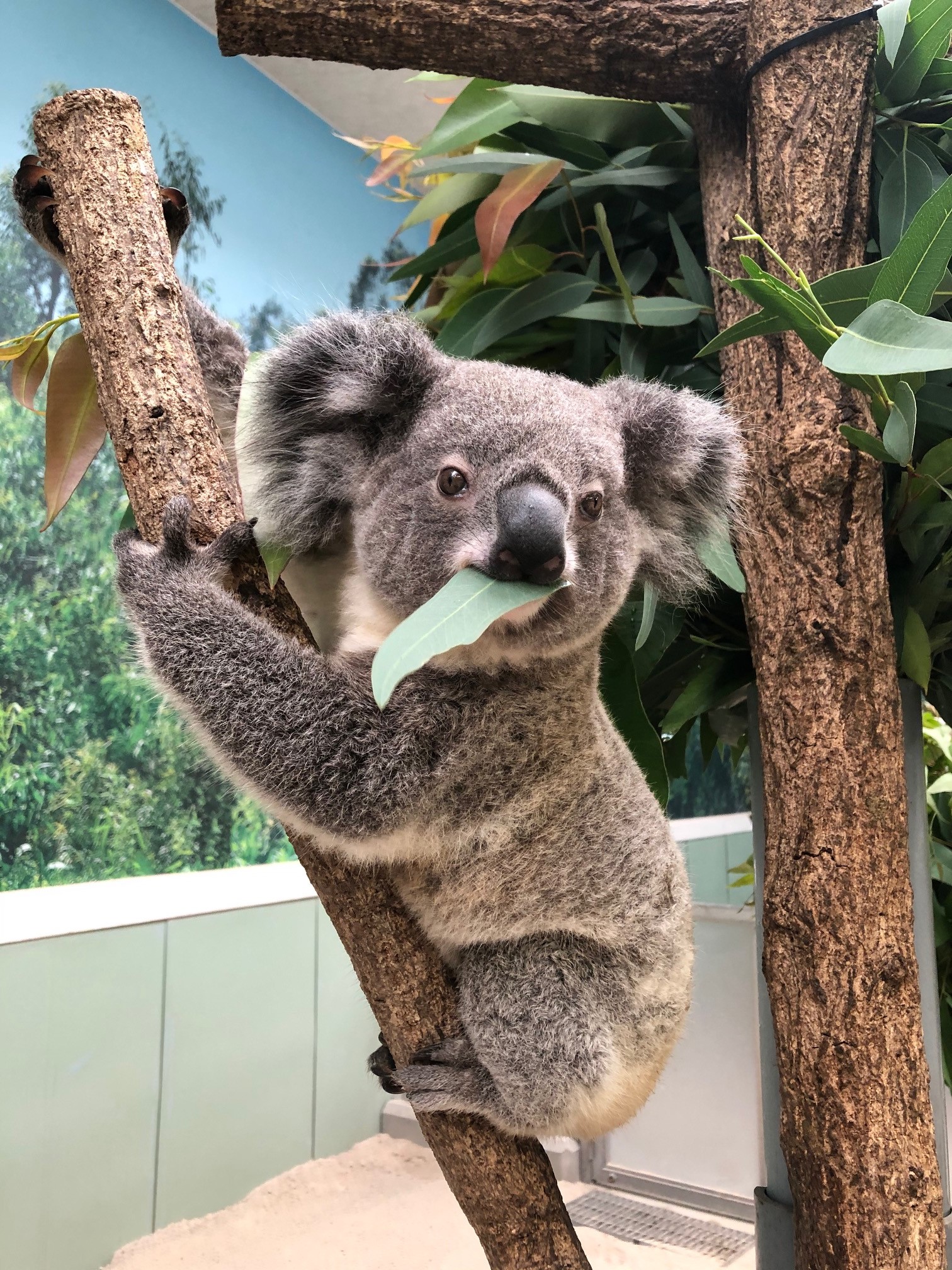 טוויטר 鹿児島市平川動物公園 בטוויטר コアラのエサはユーカリ 全部食べてくれるかというと そうではありません 基本的に新芽とその周辺の葉を中心に食べます 人は食べられませんが コアラが食べているのをみると 何だかお腹が減ってくる 本当に美味しそうに