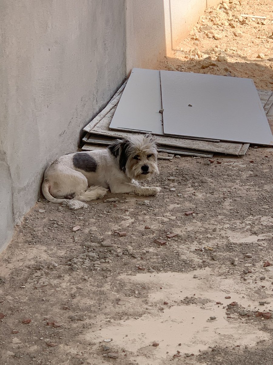 kfoaim's tweet photo. حصلت كلب تائه بحي الربيع  قريب من فتنس تايم اللي بشارع الثمامه واخذته معي للبيت 

الرجاء من صاحبه يتواصل معي 
#كلب_مفقود
#الرياض 
#كلب https://t.co/50629nL5aS