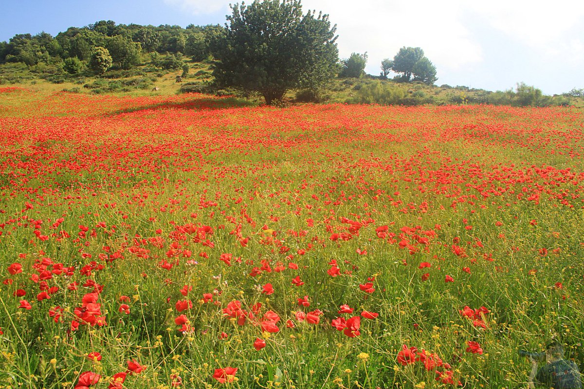 بهذا الحقل الجميل من ورد "بلعمان"أقول لكم أصدقائي صباح الخير وجمعة مباركة ان شاء الله ونهاية اسبوع موفقة