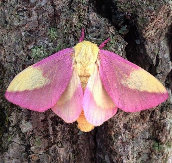 Day 14 - a rosy maple moth! I only found out these cuties exist last week; thought I'd have some fun trying to recreate in CSS. Not my favourite so far but we can all agree these moths are cute   @CodePen at  https://codepen.io/aitchiss/pen/BaoeGeV  #100daysProjectScotland