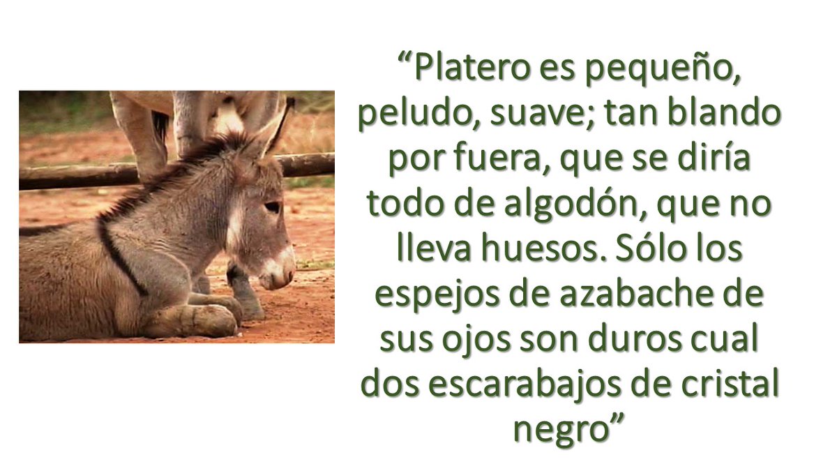 Un día como hoy de 1958 moría Juan Ramón Jiménez. ¿Quién no recuerda a Platero? #efeméride #poesía