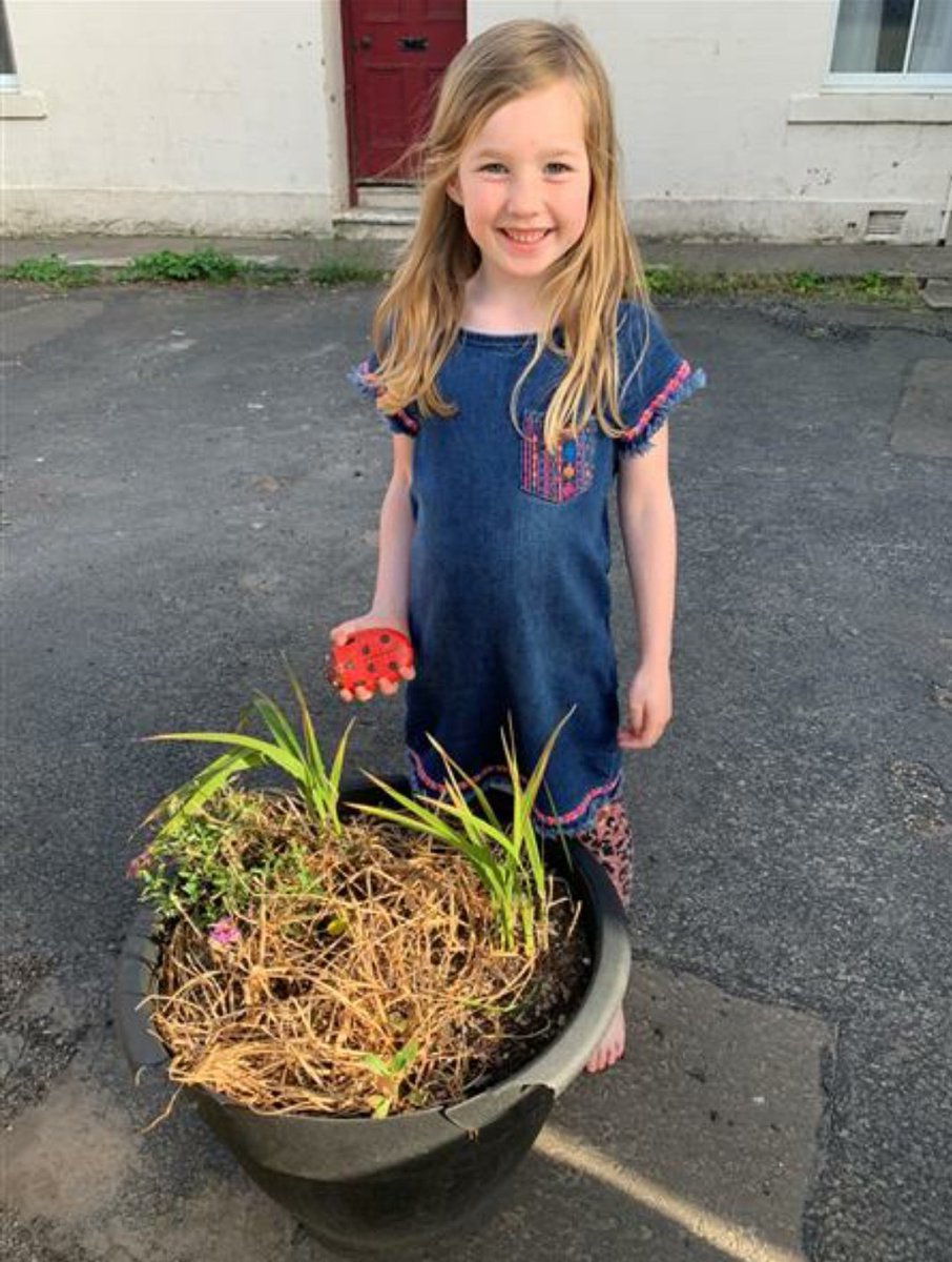 #lockdownladybirds everywhere in Pittenweem! Boys and girls are loving finding them and then hiding them again. Anybody else spotted any? 🐞 #pittenweem #pittenweemcommunity #lockdownfun