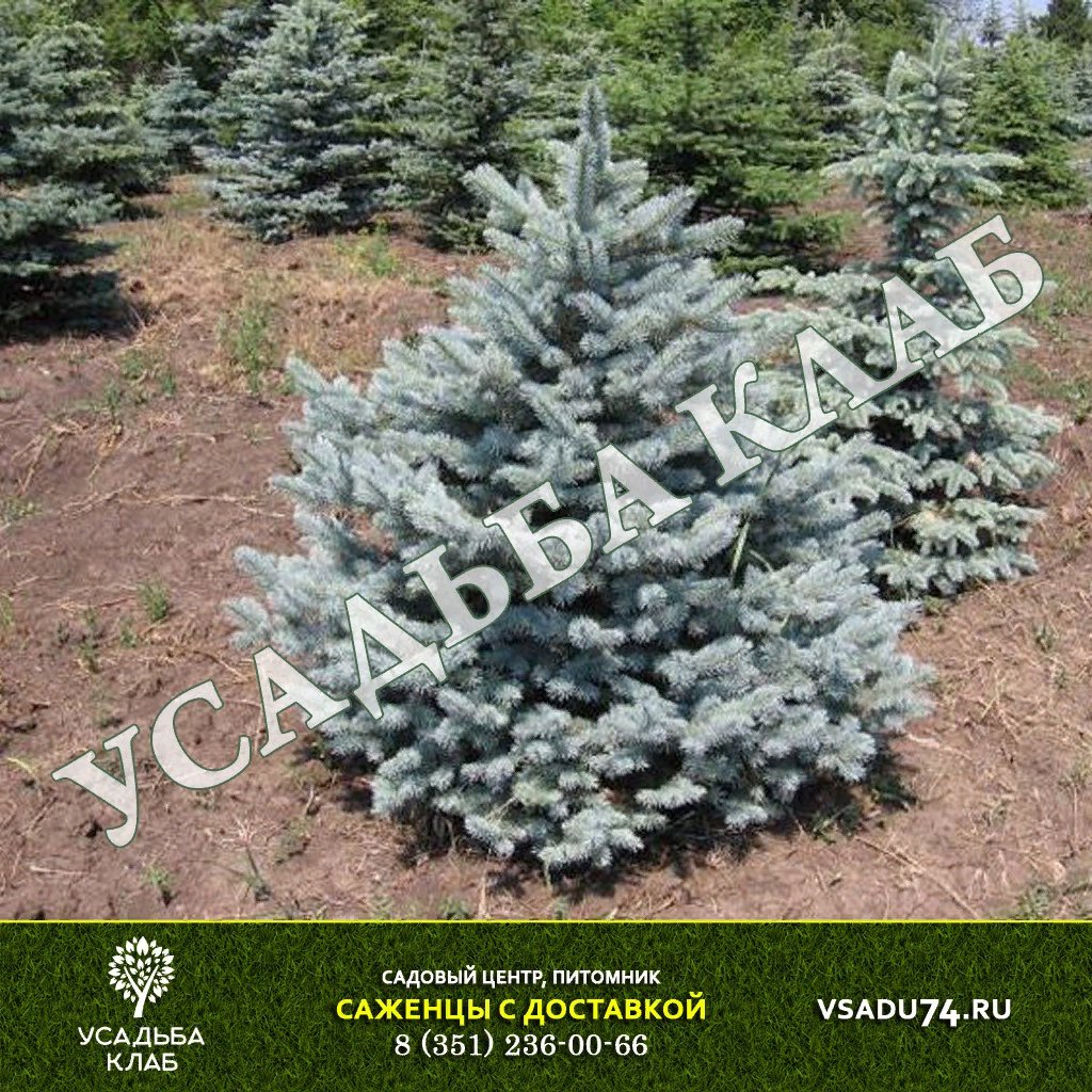Ель колючая Глаука
