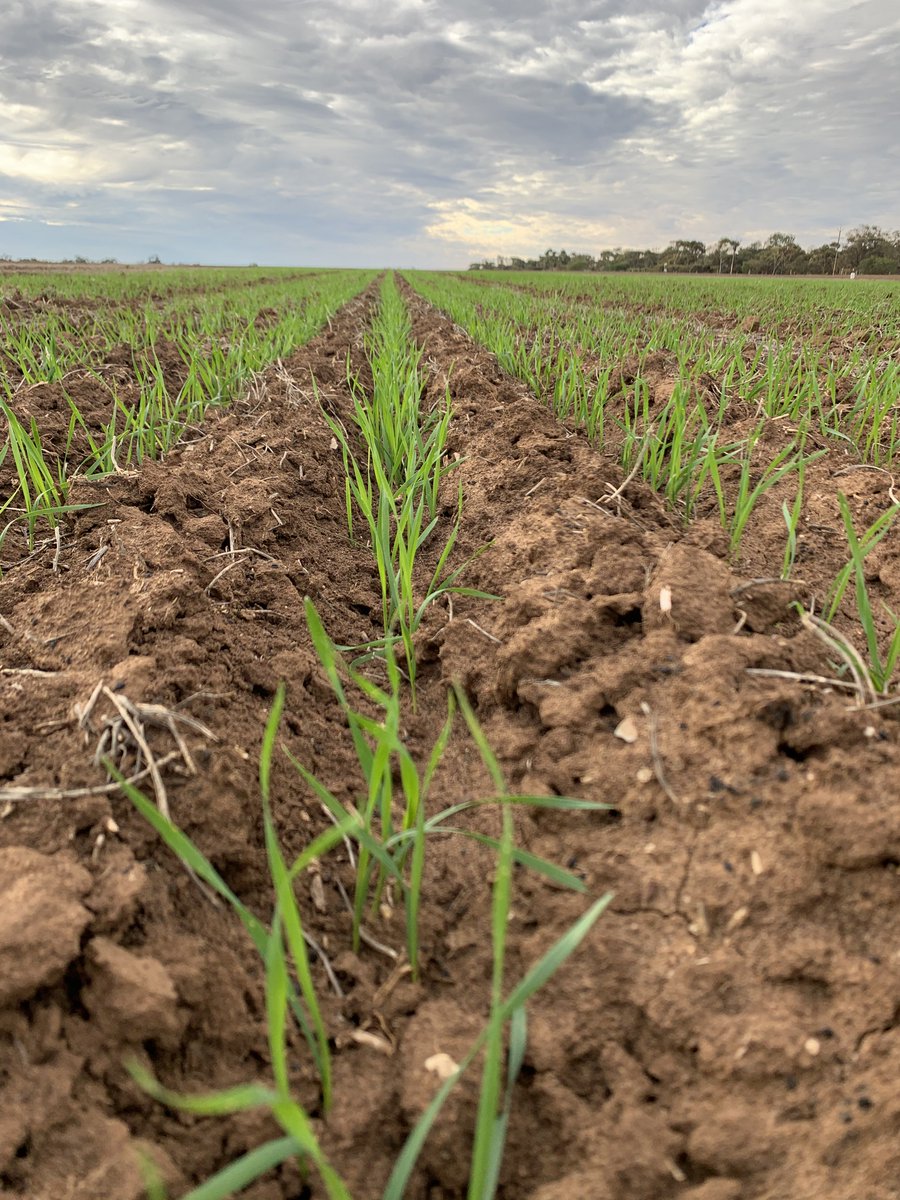 AgXtra's tweet image. 2020 crop comp update! Although it’s early days, some visible differences between teams. Pics by @edwina_cockburn while assessing crop emergence🌱 Fingers crossed for a sprinkle of 🌧 to keep things ticking along! #ausag #cropcomp #agxtra #SAag @SAGrainTrust @AUASA_ADELAIDE