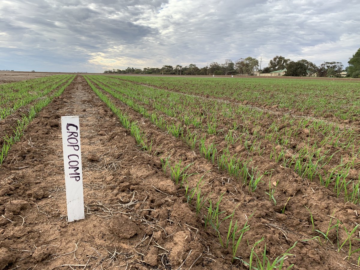 AgXtra's tweet image. 2020 crop comp update! Although it’s early days, some visible differences between teams. Pics by @edwina_cockburn while assessing crop emergence🌱 Fingers crossed for a sprinkle of 🌧 to keep things ticking along! #ausag #cropcomp #agxtra #SAag @SAGrainTrust @AUASA_ADELAIDE