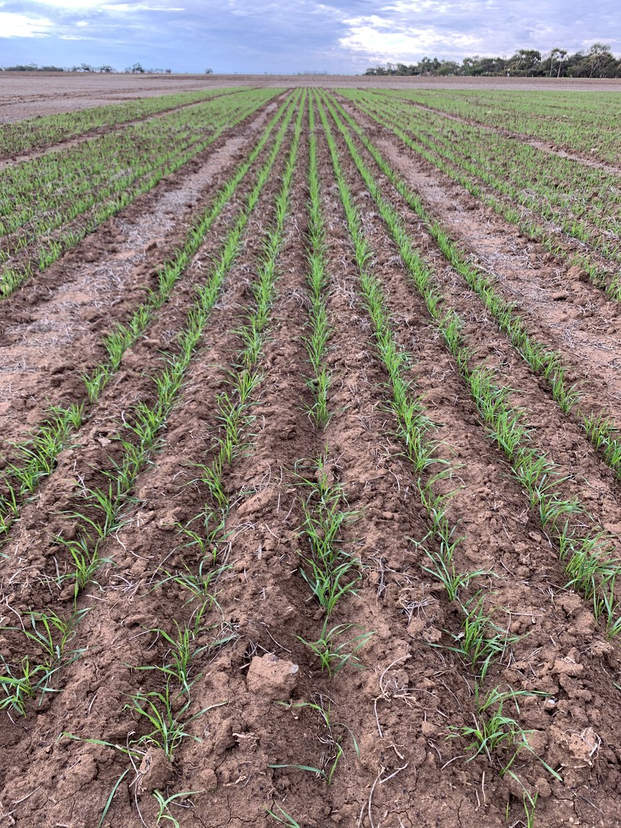 AgXtra's tweet image. 2020 crop comp update! Although it’s early days, some visible differences between teams. Pics by @edwina_cockburn while assessing crop emergence🌱 Fingers crossed for a sprinkle of 🌧 to keep things ticking along! #ausag #cropcomp #agxtra #SAag @SAGrainTrust @AUASA_ADELAIDE