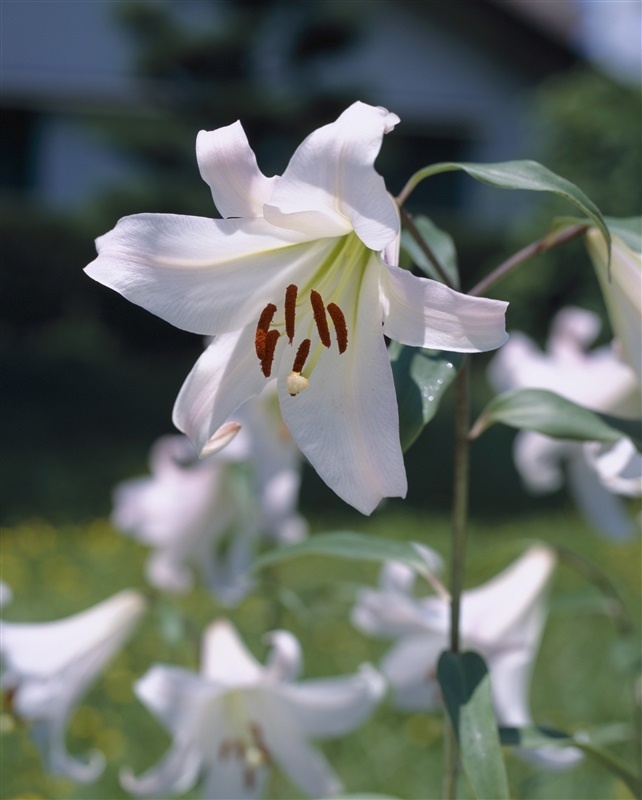 タネのタキイ通販 公式 今日の誕生花 ６月２日は ササユリ です 花言葉 清浄 上品 誕生花 花言葉 ササユリ 笹百合 T Co Hsyga6zqhr Twitter