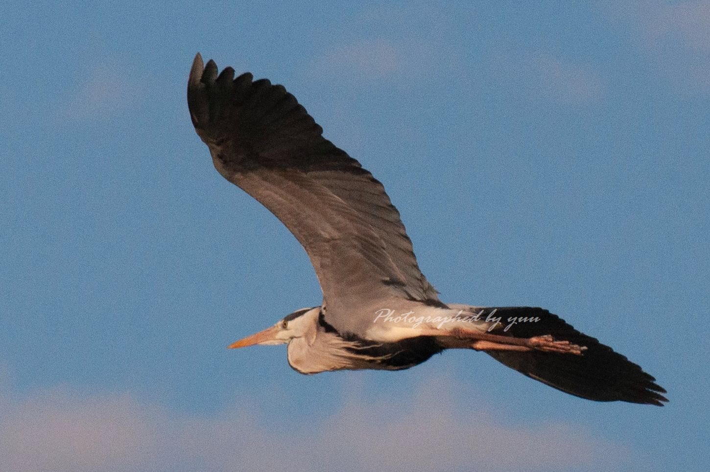 ゆう 写真垢 相互フォロー 制限中 アオサギ ｒｔ歓迎 おつかれさま 相互フォロー 野鳥写真 写真垢 鳥好きな人と繋がりたい 鳥 トリ 野鳥撮影 バードウォッチング 野鳥 お疲れ様 鳥好き 鳥類の会 飛ぶ 飛ぶ鳥 飛んでる 野鳥好き