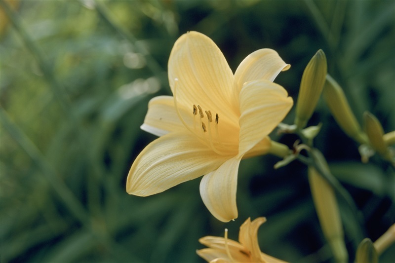 タネのタキイ通販 公式 今日の誕生花 ６月４日は ヘメロカリス です 花言葉 苦しみからの解放 一夜の恋 誕生花 花言葉 ヘメロカリス T Co Pxrkz26cm3 Twitter