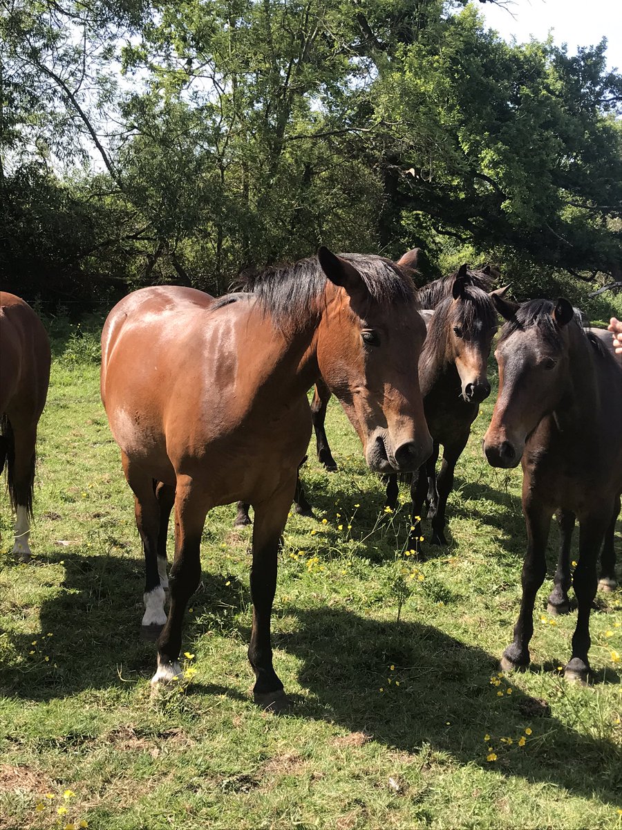 NFyoungcommoner's tweet photo. #newforestponies very pleased with my youngstock #colt #carterstoneNFponies shiny coats โญ๏ธ #futureRidingPonies #rarebloodlines #youngcommoner @RealNewForest @YoungCommoners #colthunter https://t.co/GU9Hi9DfpQ