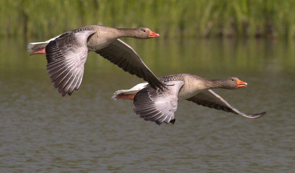 Captured these geese in flight- so determined to get to their destination!

#alexaaronson #alexaaronsonphotography #birdphotography #lakephotography #naturephotography #ukphotographers