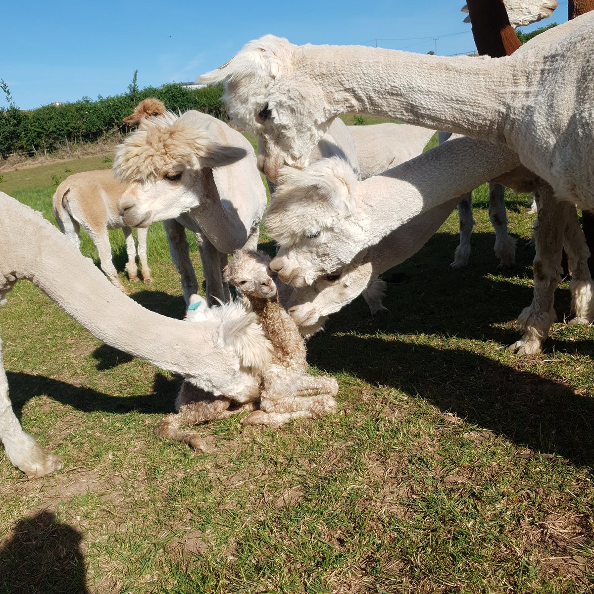 A new day means a new baby🥰 
Giselle and Charnwood Forest Shanahan have had a beautiful female, weighing 10.1kgs!! 
Here she is getting kisses off some of our other mums😘