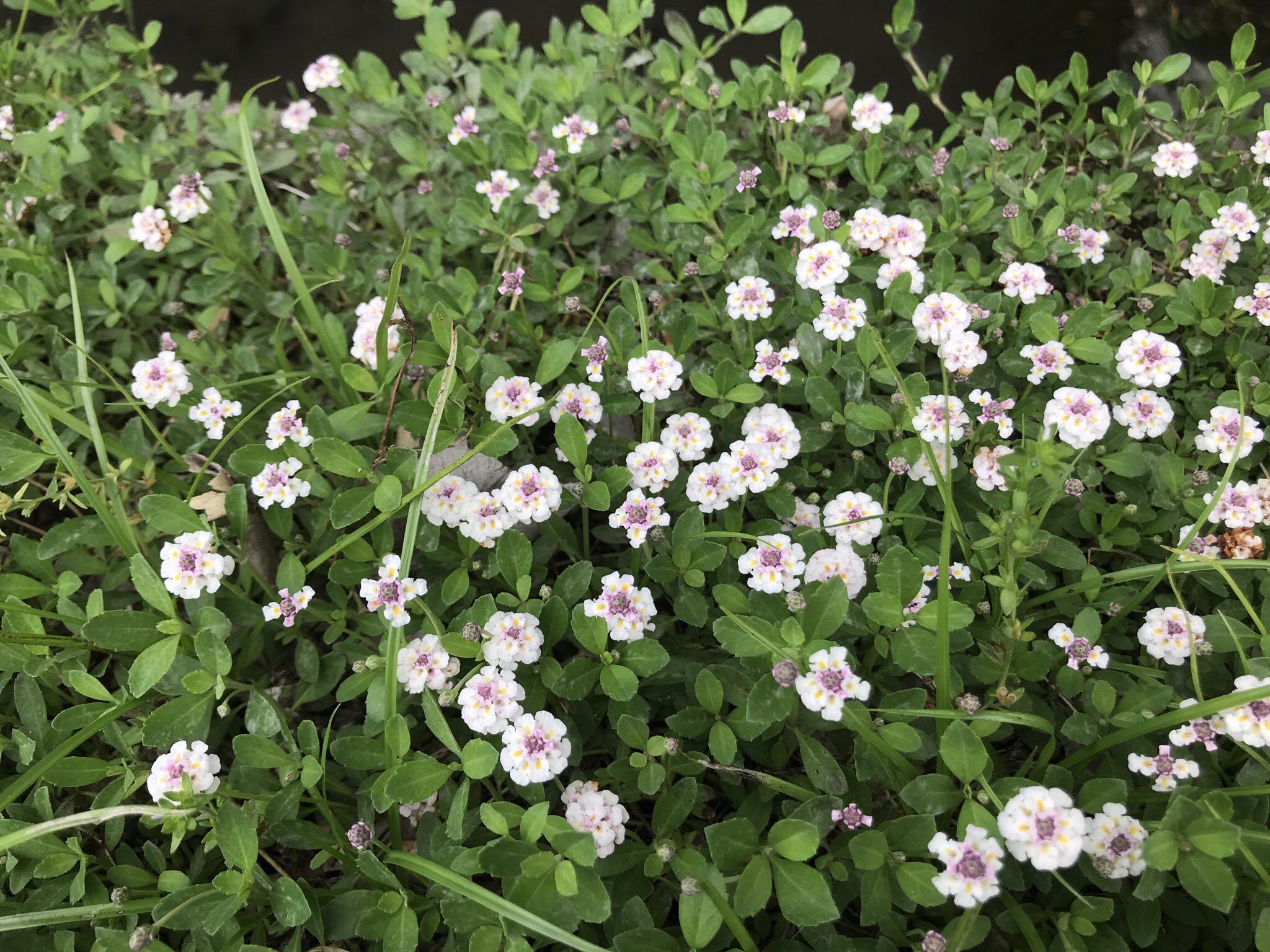 ヒメ A Twitter シロツメクサの盛りが過ぎて来たら この小さなよく似た感じの花が咲いています 田んぼの畔の防雑草のグランドカバーに植えられた様です 他の道にも増えてきています 伊勢の植物 ヒメイワダレソウ ヒメ A Twitter シロツメクサの盛りが過ぎて来たら この小さなよく似た感じの花が咲いています 田んぼの畔の防雑草のグランドカバーに植えられた様です 他の道にも増えてきています 伊勢の植物 ヒメイワダレソウ