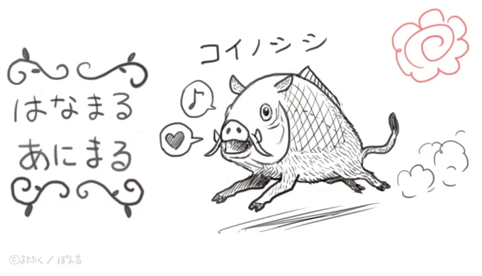 コイノシシ 