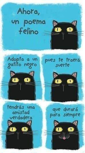 salem saberhagen tweet media