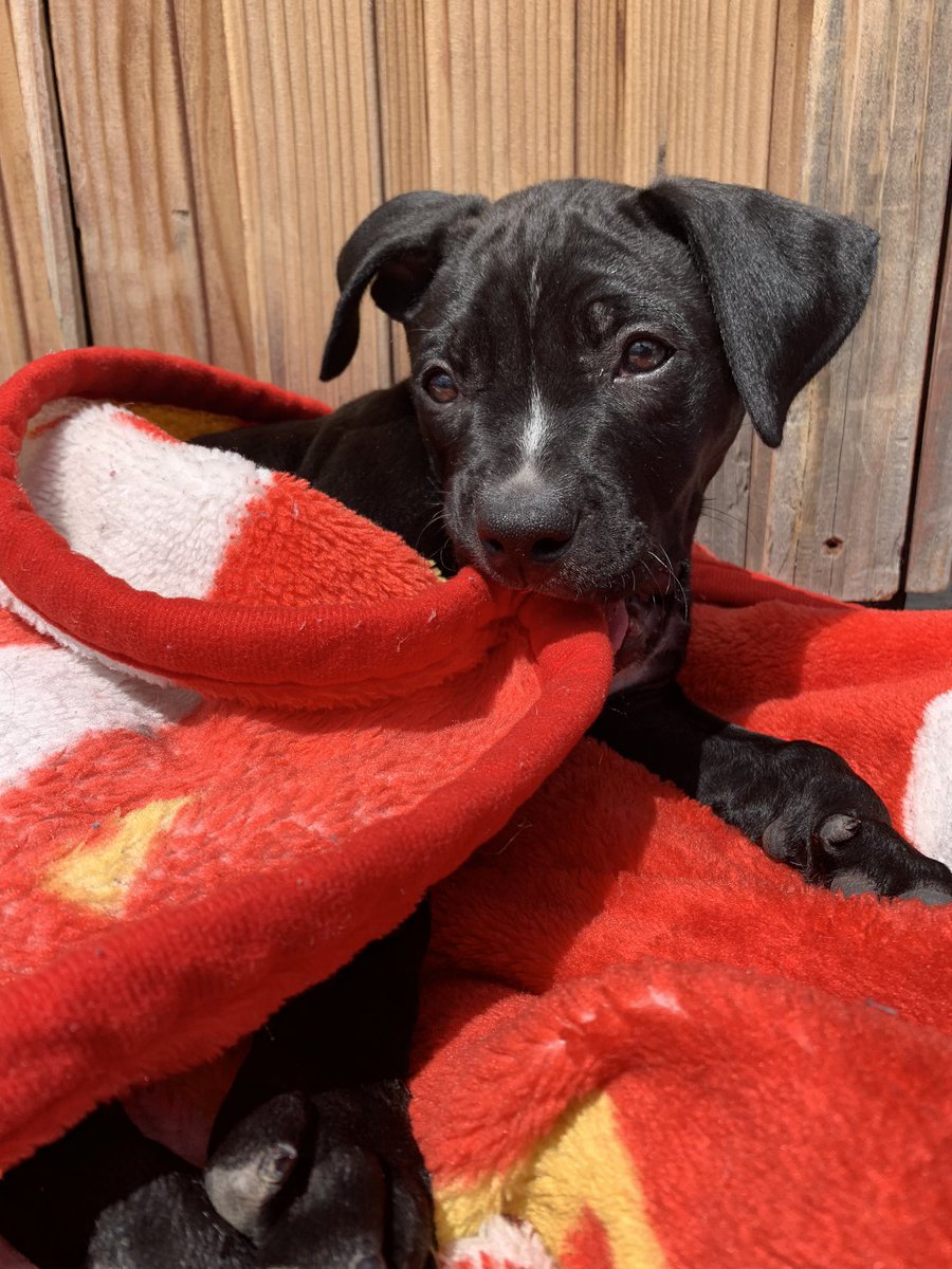 taylor_egbert's tweet photo. @cheetah Just got my baby Saturday, and named him.... Mahomes 🙈 https://t.co/NikOQkDYfX