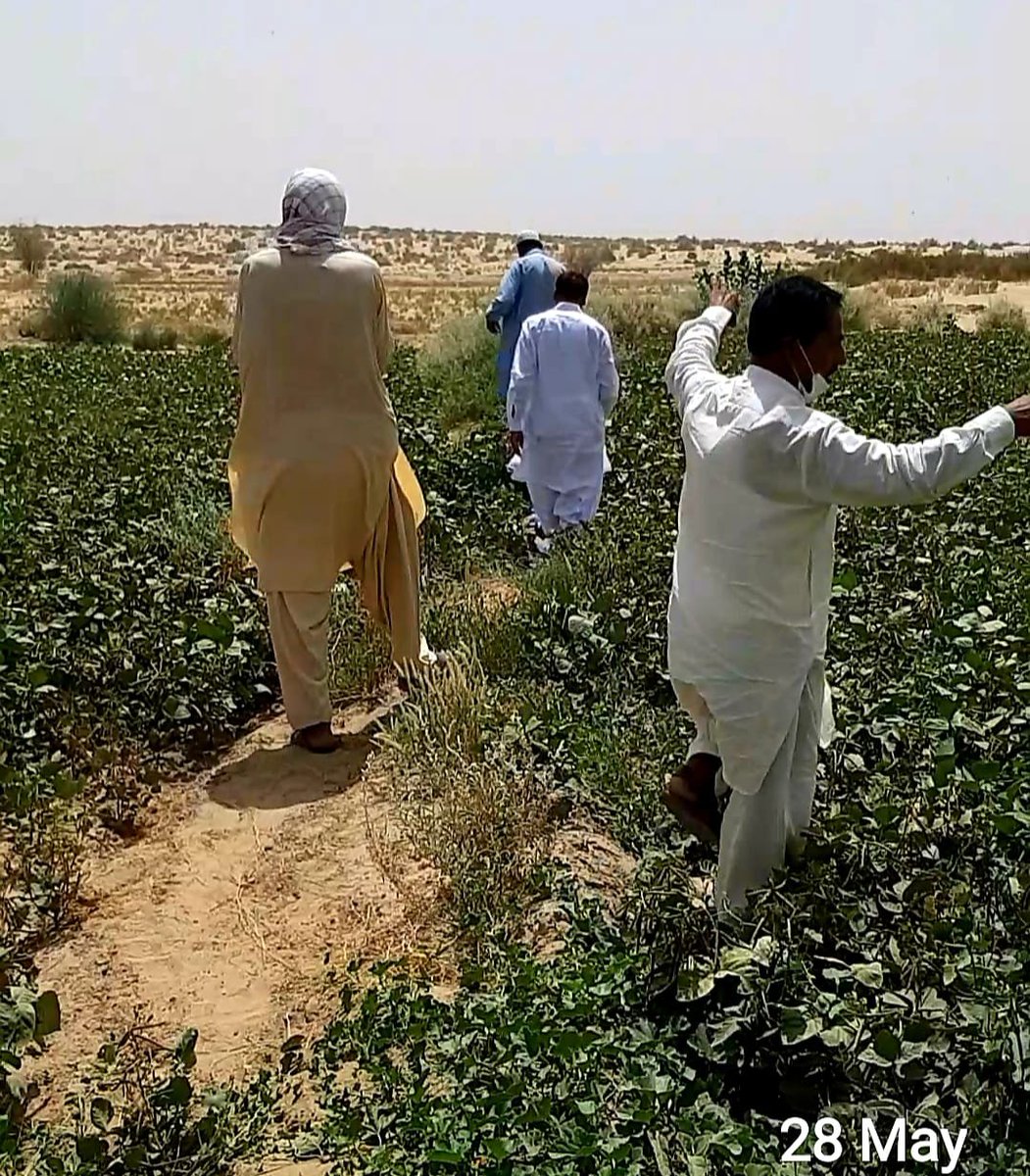 #AgricultureExtension is the #front-line worker for national emergency on #locust. Yesterday Mr Shahid Ali Memon - working at district #Khairpur lost his life while saving farmer livelihoods….. 😪😪 We request the government to ensure #safety first for all #frontline workers