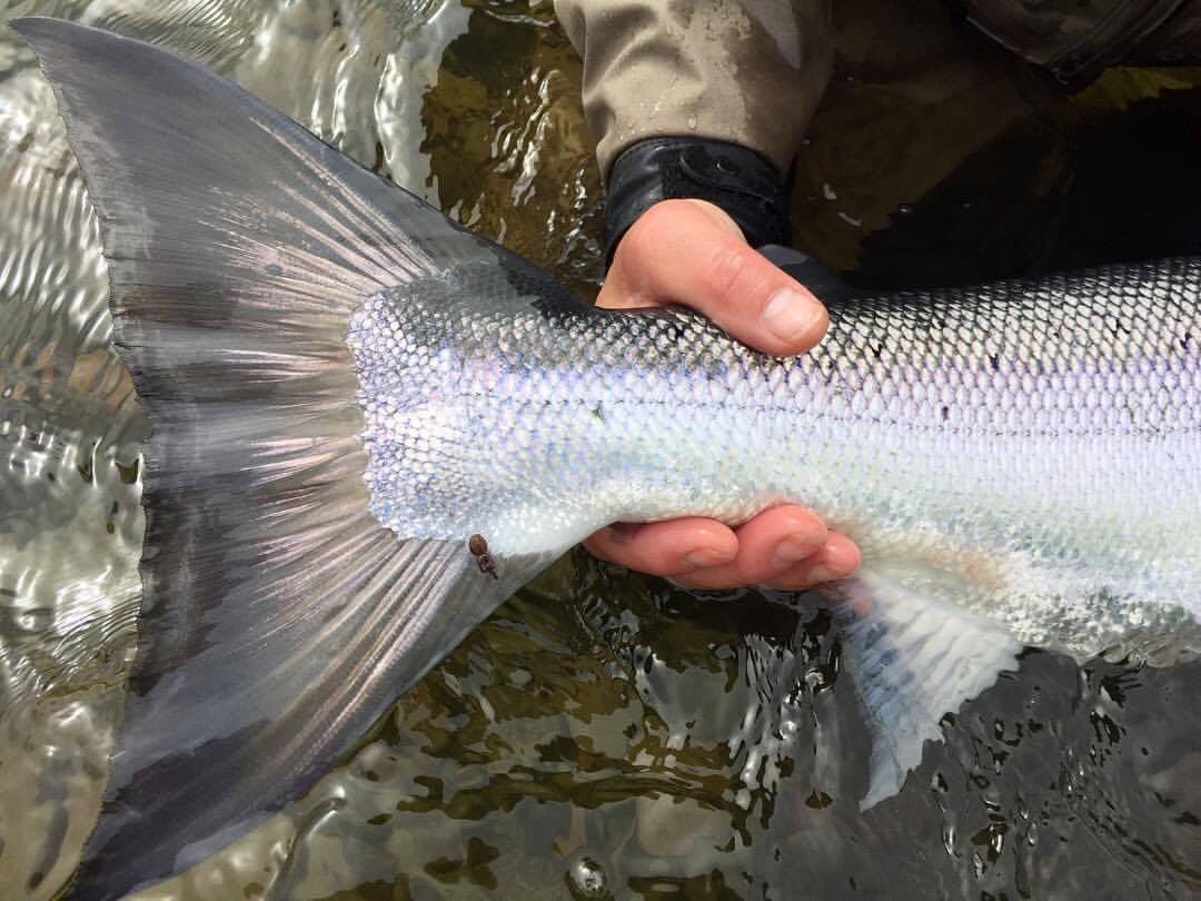 Scottish Salmon Fishing Podcast tweet media