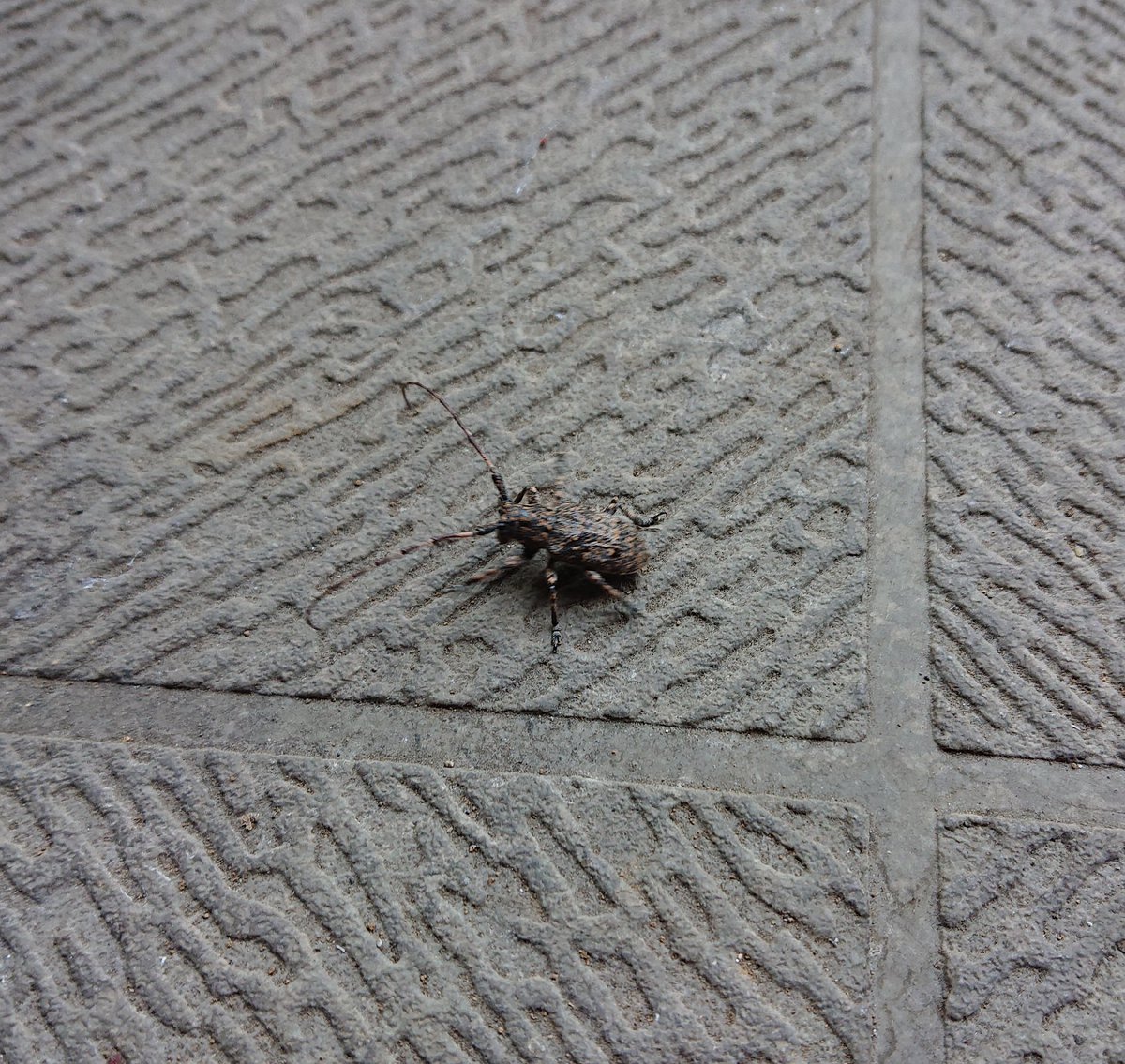 なおっぺ 庭でみたことない虫を発見 カミキリっぽいけど それにしては体が丸い気が 知ってる人教えて下さい なおっぺ 庭でみたことない虫を発見 カミキリっぽいけど それにしては体が丸い気が 知ってる人教えて下さい
