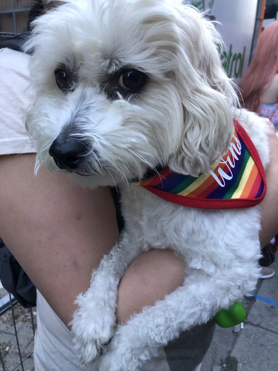 glad past al literally photographed every single toronto pride dog because current al gets to cry over these angels