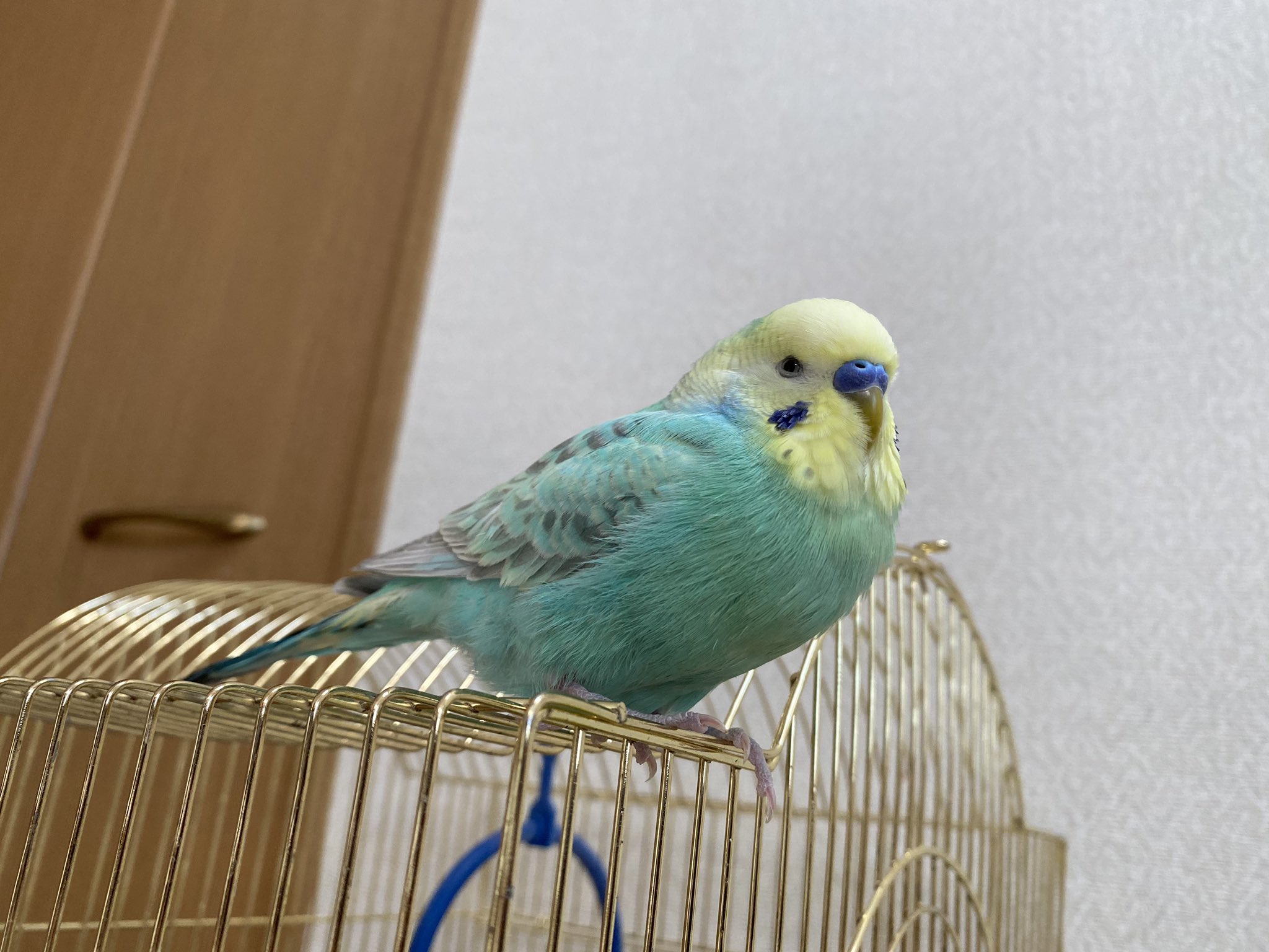 セキセイインコぽーさんを探しています Co6jgu0xqtbcedv Twitter