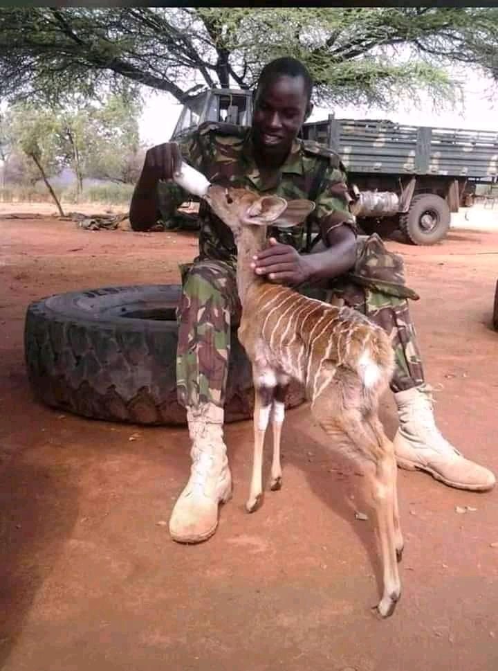 KUcoolkid's tweet photo. How many Retweets for this soldier who fed a starving antelope???? 👋👋 https://t.co/LaLlv013zY