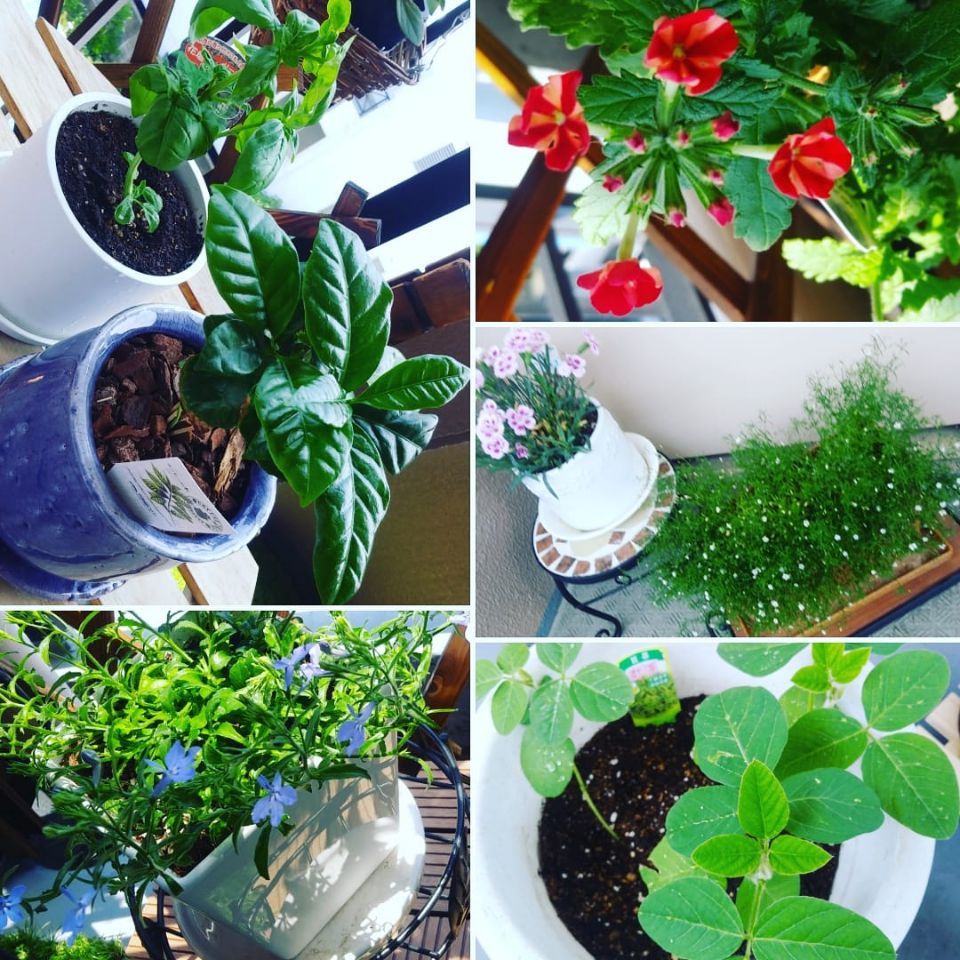 ダイアンサスピンクキッス