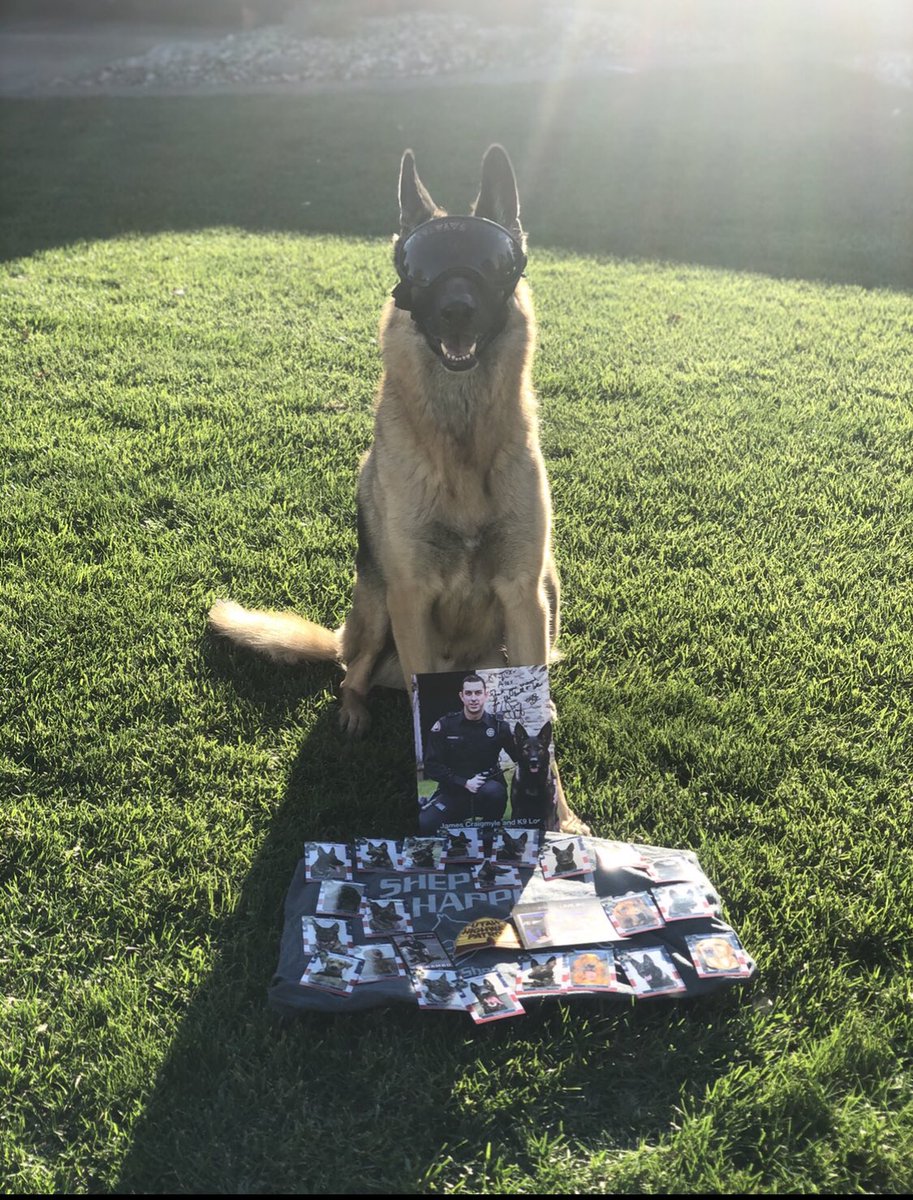 Definitely one of the coolest pups around. As you can tell by some of his swag, @OfficialLivePD is his favorite show. Titan wants to build his collection! @deannamarsh751 @JamesCraigmyle @SheriffChody @Sean_C_Larkin @b_smith581 @Bill_Burt_409 @TPD_Ross @DeputyBHughes