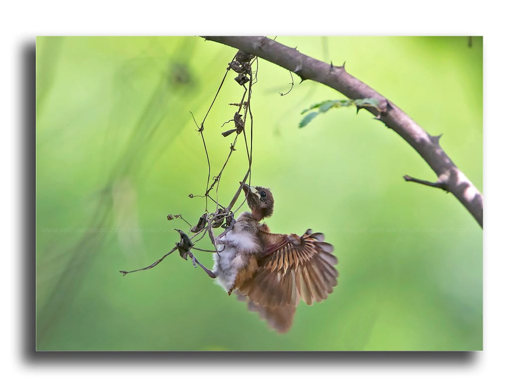 In pursuit of happiness Indian Paradise Flycatcher took first leap from the nest

@BirdWatchDaily @GetMohanThomas @fred_od_photo @marktakesphoto @swfoto @arvindpassey @susantananda3 @ParveenKaswan @SimonWPhotos @Natures_Voice @NatureNorthEast #birding #PhotoOfTheDay @NikonIndia