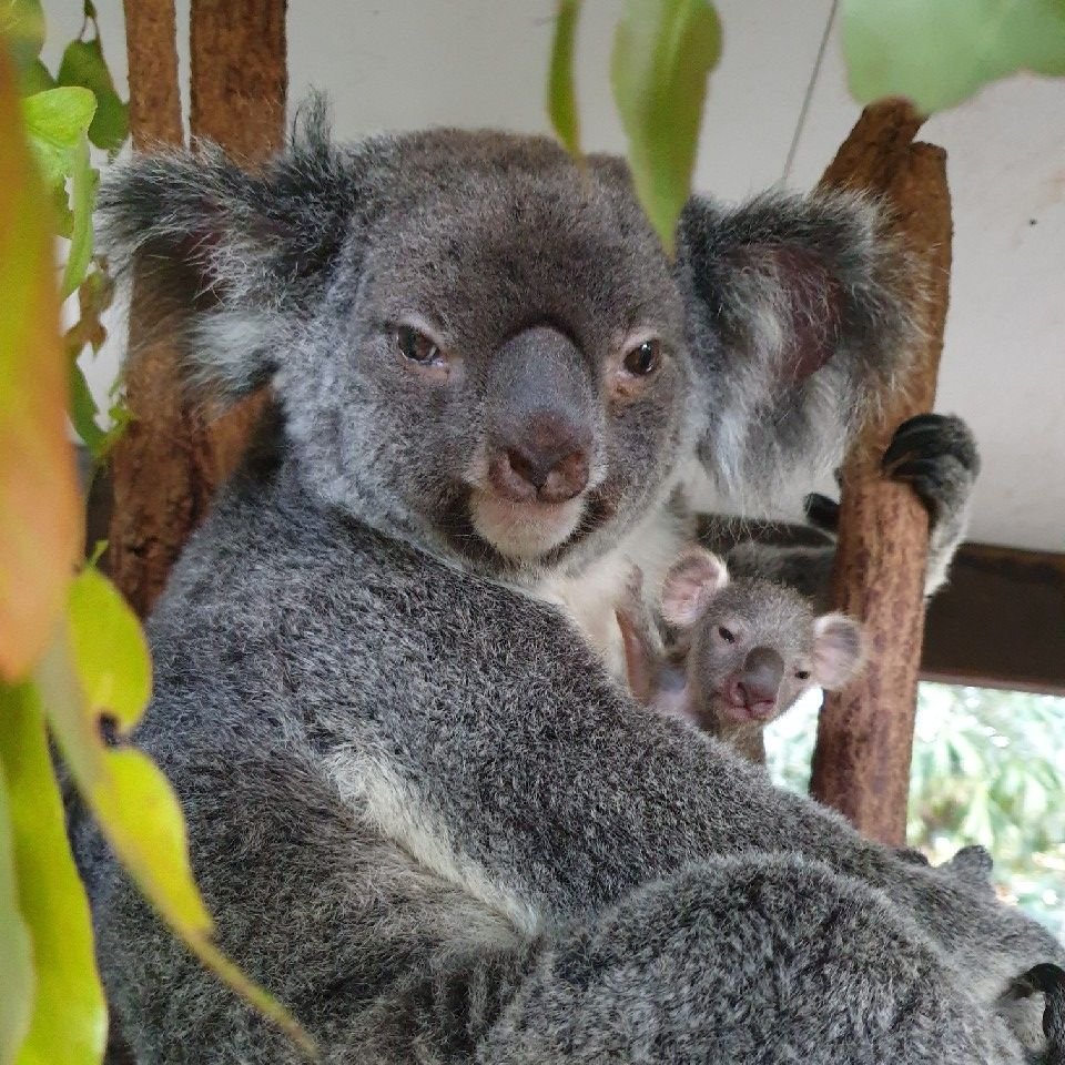 Peek-a-boo, it’s joey number two, and this time...it’s a girl! 🐨Our second koala joey of the season recently popped out of the pouch, and she’s already stealing hearts.💓

📸: Keeper Karen

#lonepinekoala #koala  #joeyseason #visitbrisbane #thisisqueensland #seeaustralia