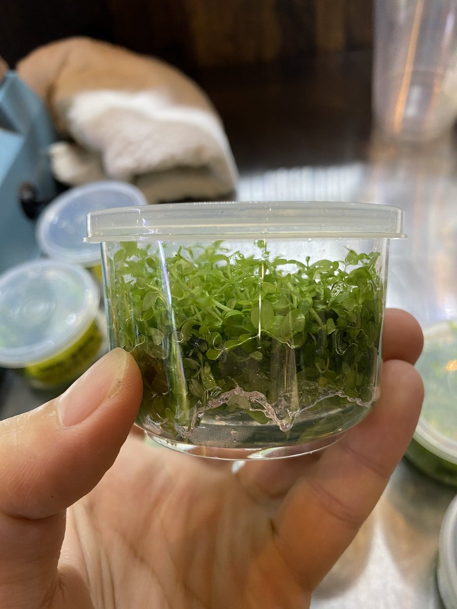 Aquarium Kind 組織培養水草も少量入荷 クリプトコリネ パルバの組織培養がミニカップになって復活 1カップ500円です トロピカtcカップで長らく欠品のニューラージパールグラスですが 無印組織培養でニューラージ補充しました ボリュームは申し分 Aquarium Kind 組織培養水草も少量入荷 クリプトコリネ パルバの組織培養がミニカップになって復活 1カップ500円です トロピカtcカップで長らく欠品のニューラージパールグラスですが 無印組織培養でニューラージ補充しました ボリュームは申し分