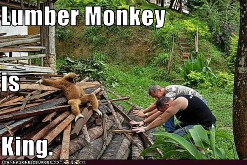 WhitneySawmill's tweet image. Every mill has a lumber monkey. Tag yours!

#UKTimber #Sawmill #Woodworking #FridayFeeling