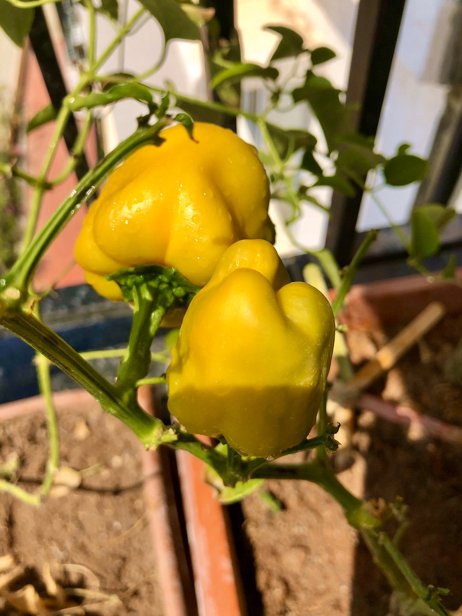#balconyfarming #YellowTwitter   #kissanKavita