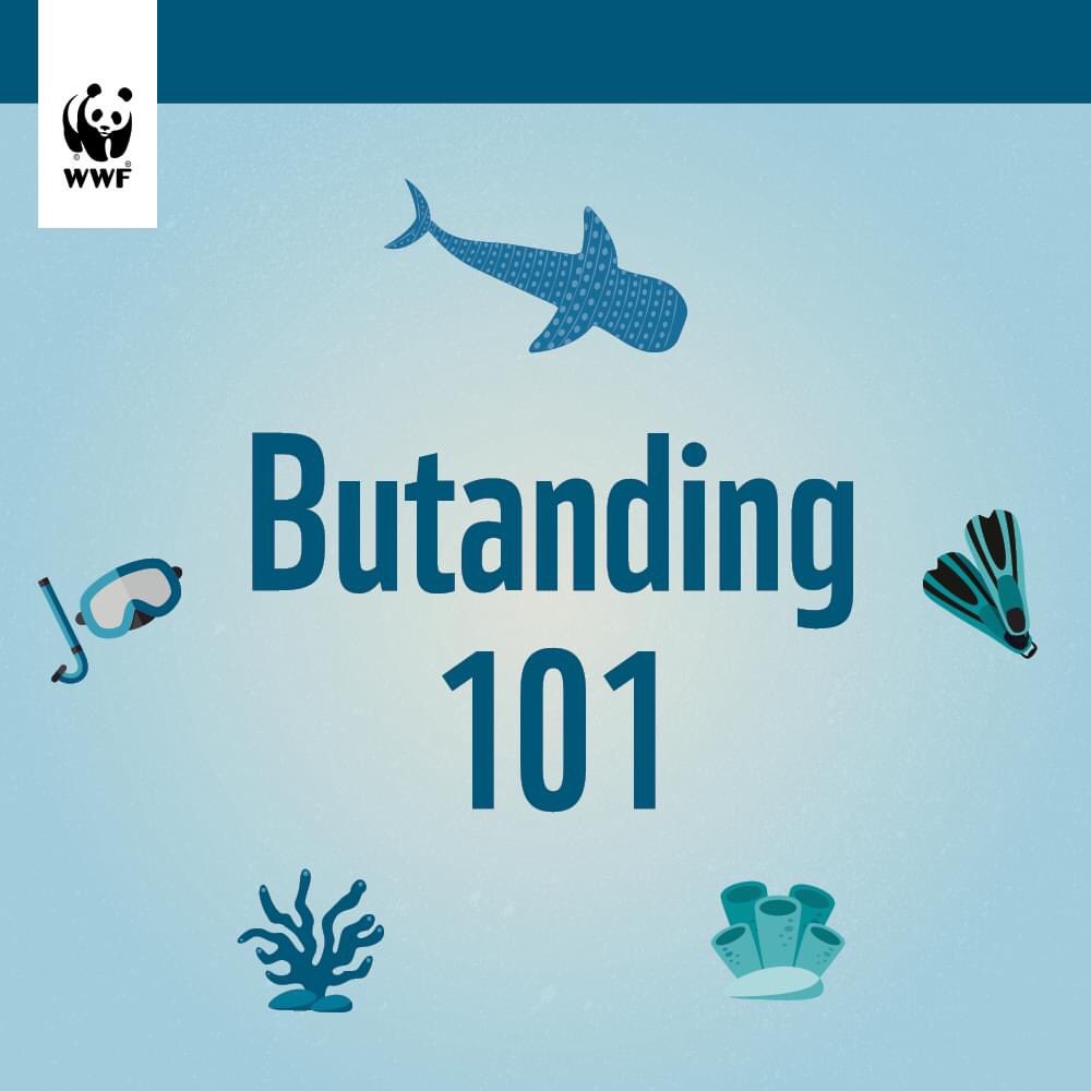 WWF_Philippines's tweet image. It takes a community to protect the butanding—this is the core lesson which our project team from Donsol shared with you all in the last #PandaTalks webisode! 🐋 

Here are some facts on whale sharks and key takeaways on how to care for and interact with these gentle giants.