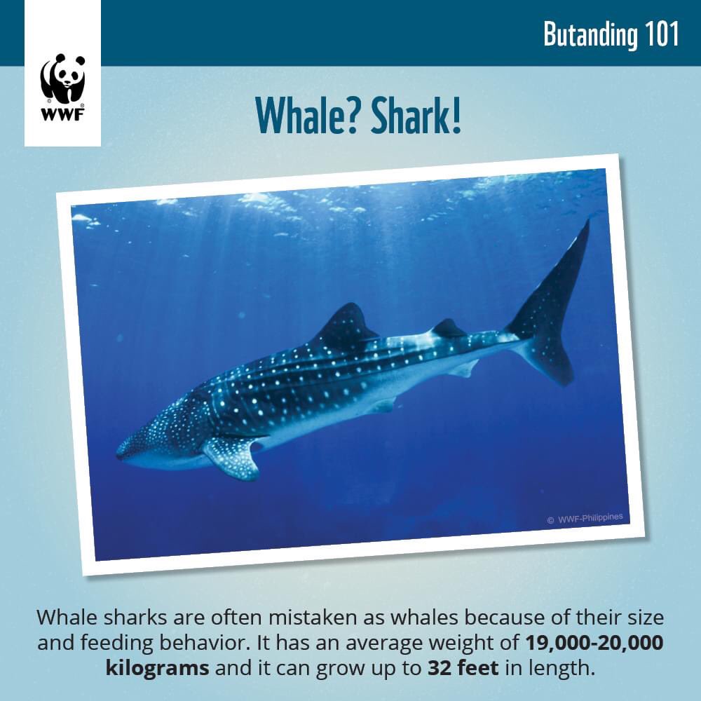 WWF_Philippines's tweet image. These are useful for us to keep in mind to ensure that everyone is doing their part for whale shark conservation. #PandaTalks