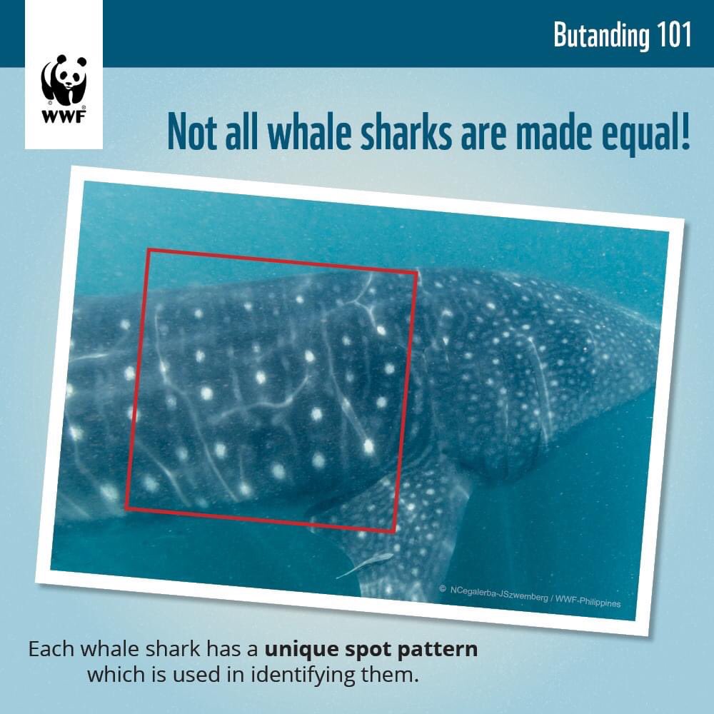 WWF_Philippines's tweet image. These are useful for us to keep in mind to ensure that everyone is doing their part for whale shark conservation. #PandaTalks