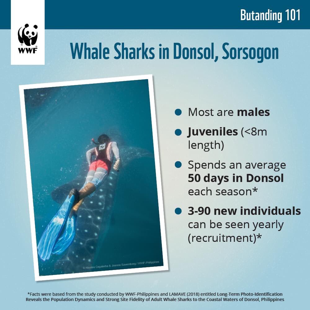 WWF_Philippines's tweet image. These are useful for us to keep in mind to ensure that everyone is doing their part for whale shark conservation. #PandaTalks