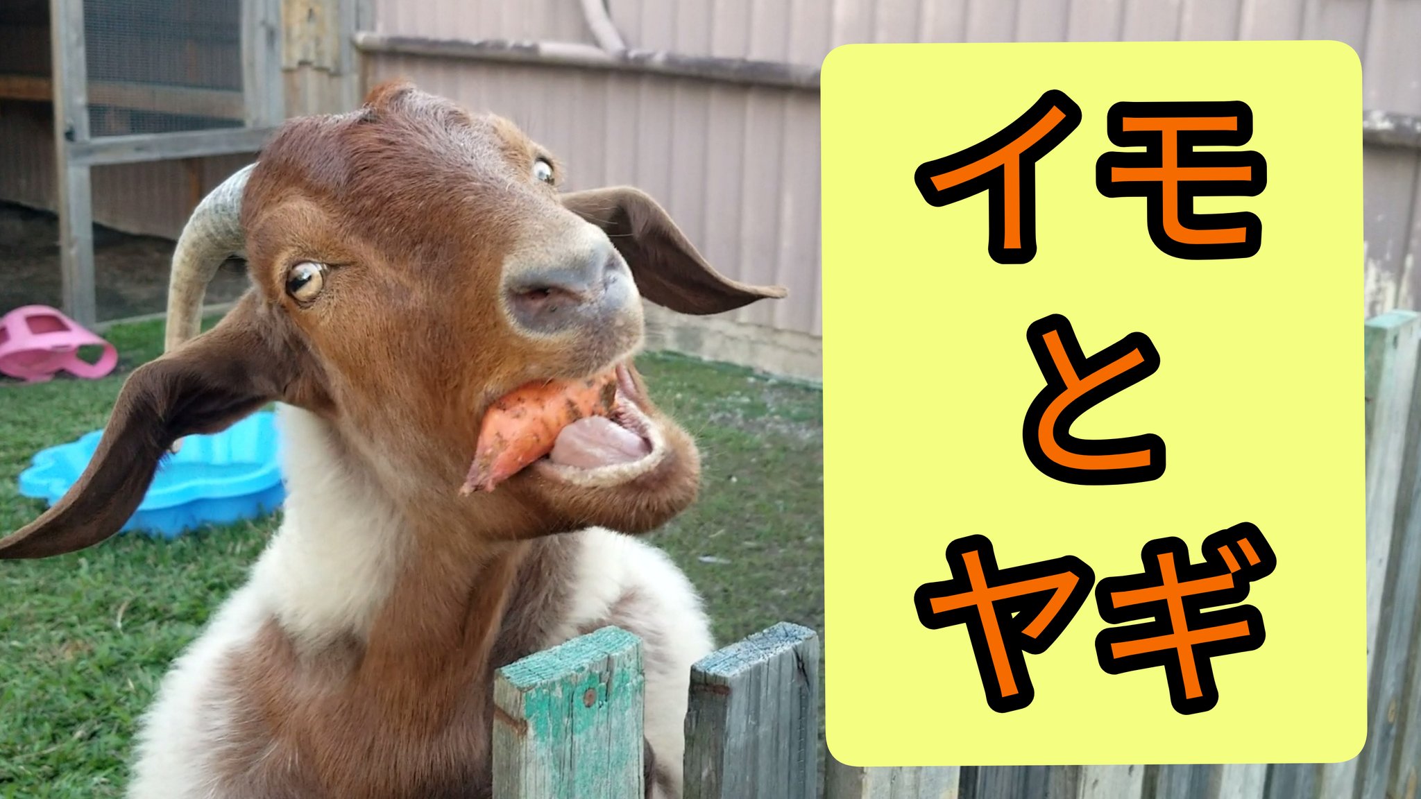 Sunny オーストラリア 同居ヤギ ムーちゃんの 芋を食べる姿が あんまりにも面白すぎたので アップしてみました ヤギって面白い 因みにヤギの目は 50度も回転するらしい 黒目が常に 地面に対して水平になるんだって T Co