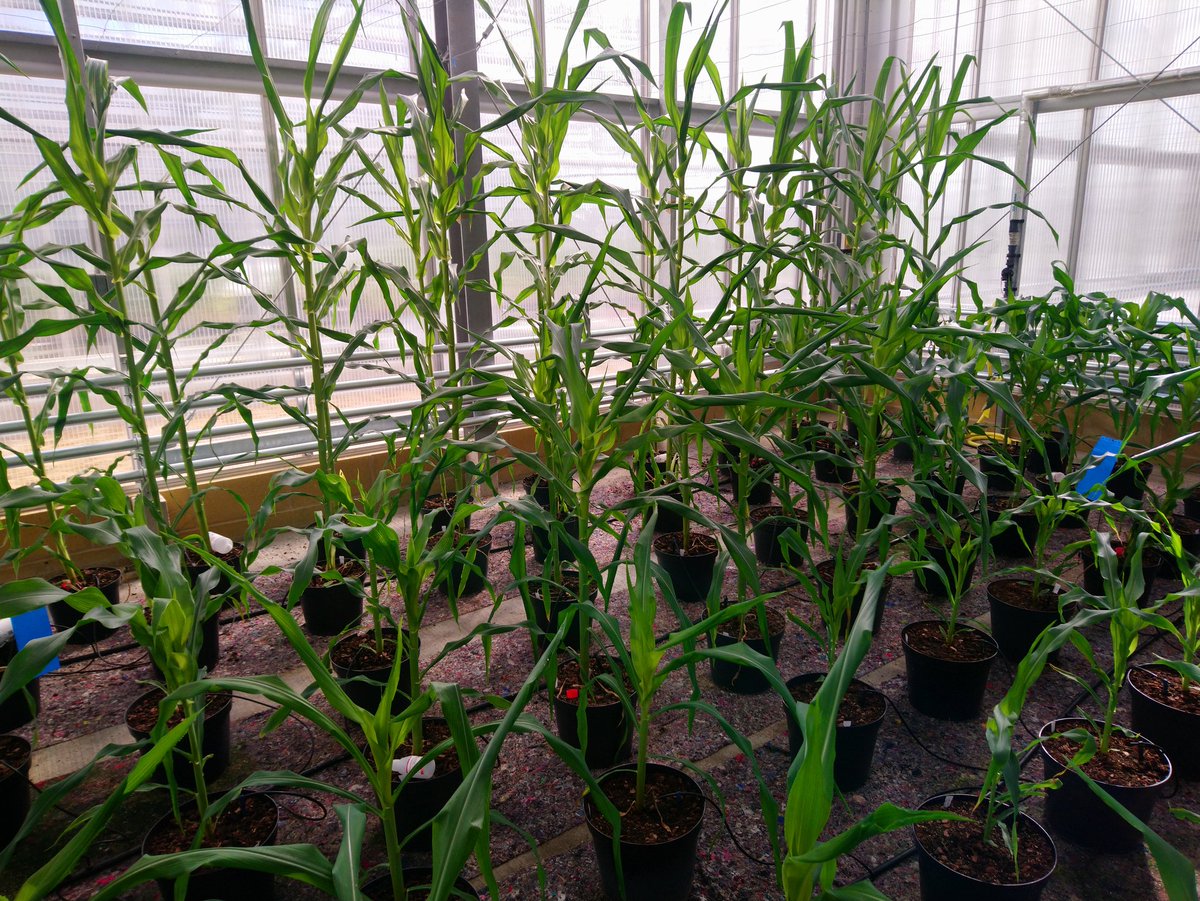 Benjamin J Tea tweet media