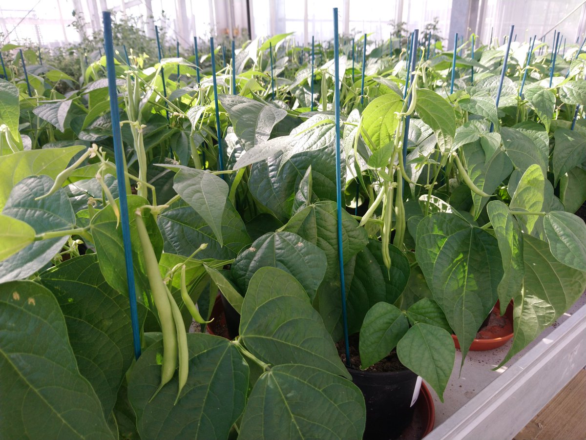 Benjamin J Tea tweet media