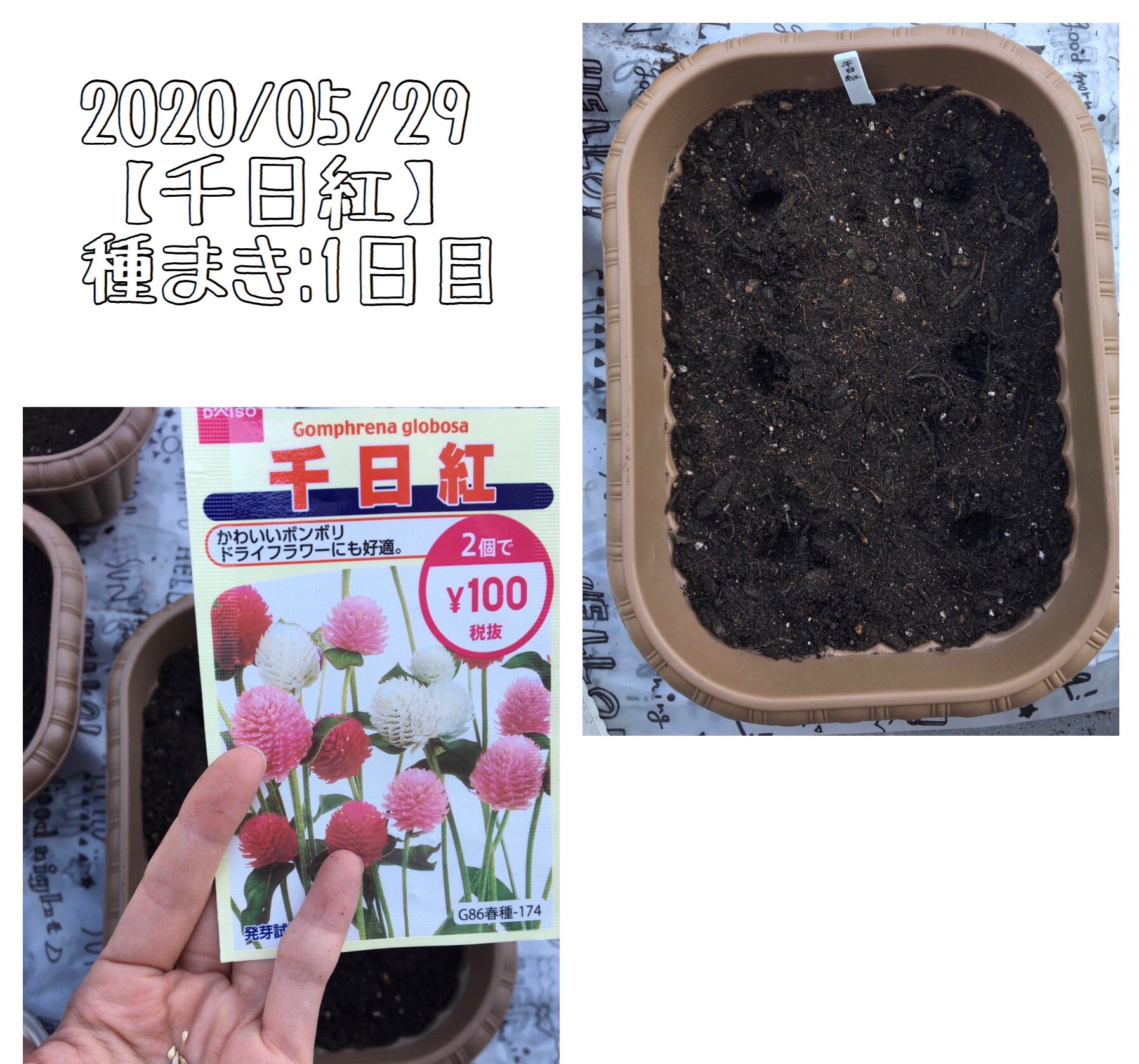 ひよこまる 家庭菜園3年目 一軒家なのに花が全然ないので ダイソーで買ってあったお花も植えました ポットから育てるのが面倒で直植え ジュエリーアスター姫 は蒔き方が分からず筋蒔きに コスモス に比べて 千日紅 は内容量少なめでした