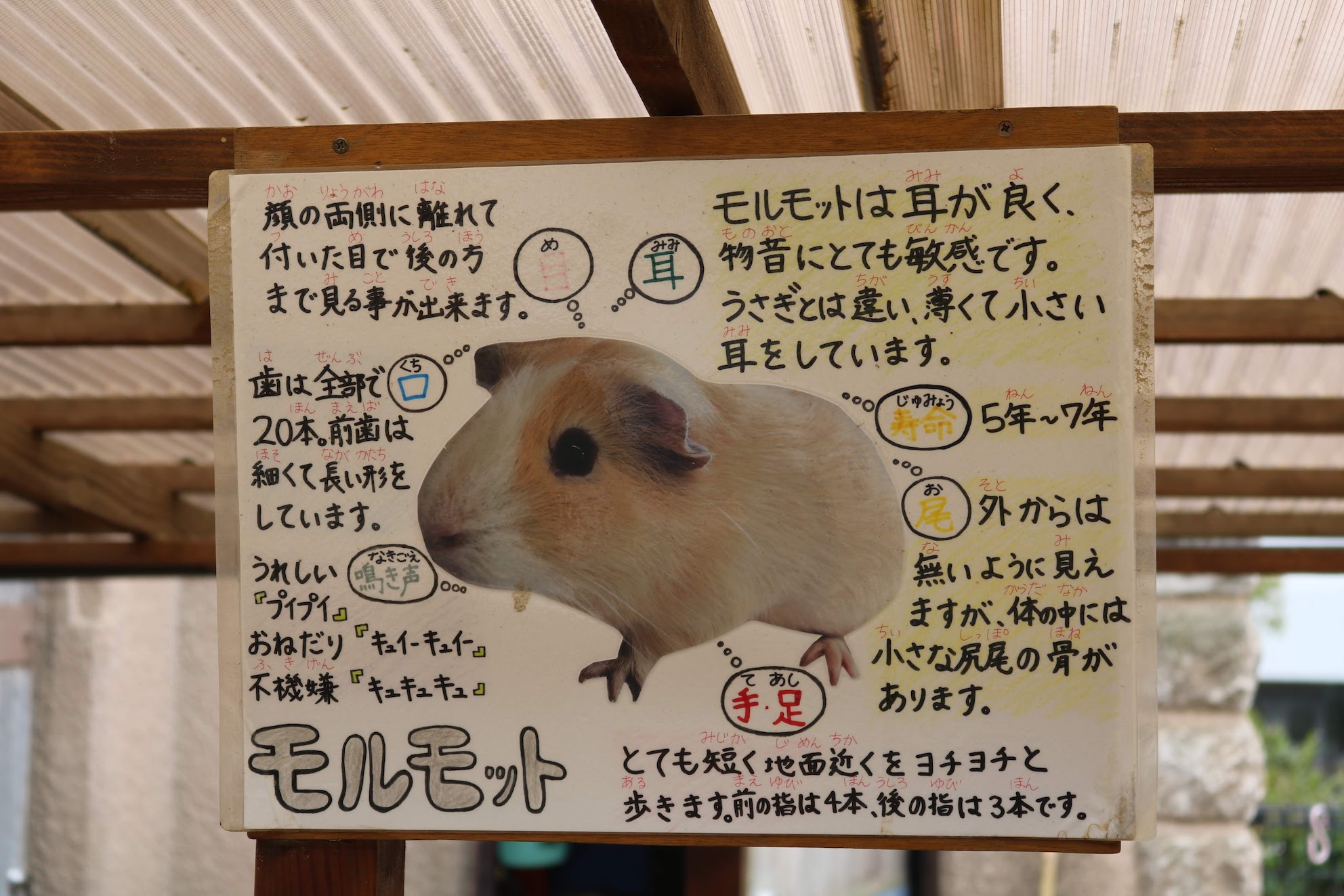 野生動物と家畜