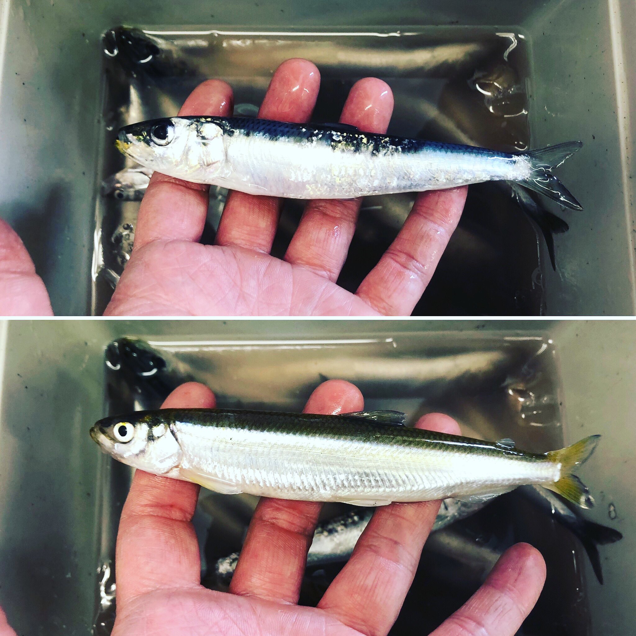 有 イワキ釣具店 釣り情報 5月29日 八戸港 サビキ釣りでイワシ ジャンボチ カが釣れてます T Co Cl6y4ykwkf Twitter