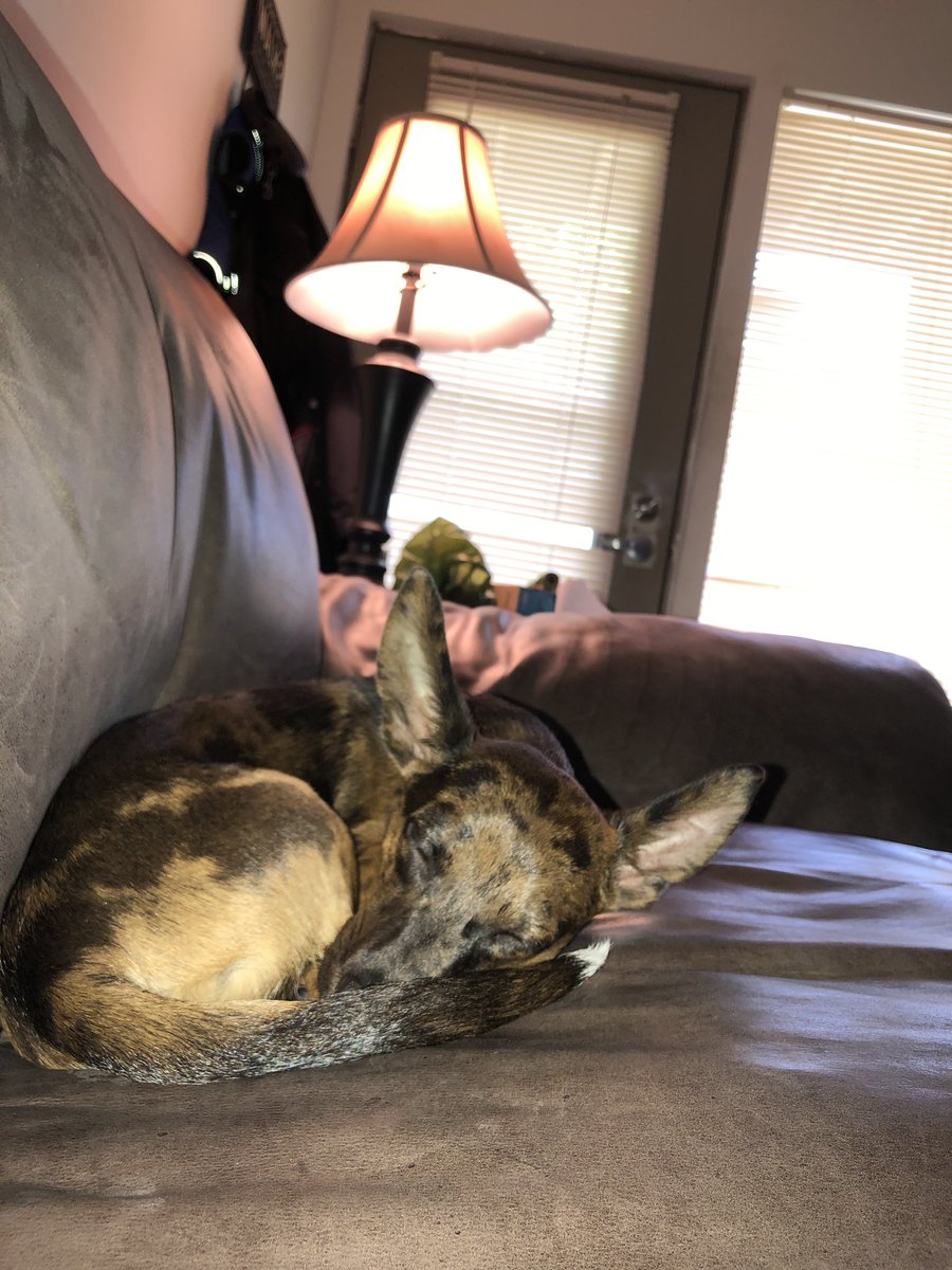 loki_blue's tweet photo. New picture of me. I’m sleeping in it because when I’m awake, I don’t sit still for pictures. I weigh 10 pounds now. https://t.co/qBM4BcHHfL