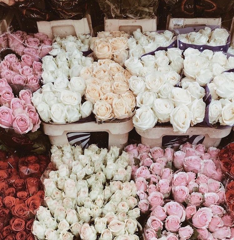 " العِطرُ يبقَى دائمًا
في اليد التي تُعطِي الورد 💜 "