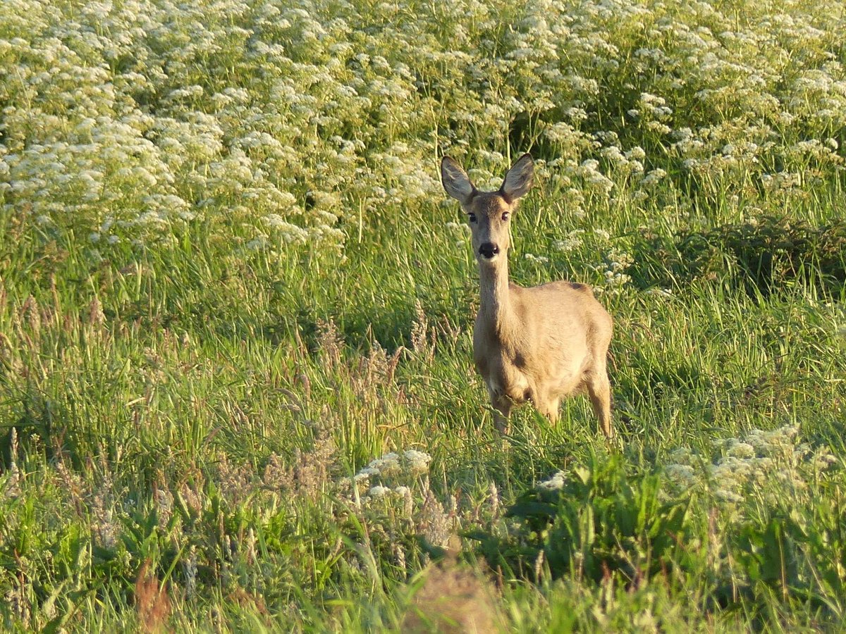 Goedemorgen op deze zonnige vrijdag, maak er een mooie dag van en geniet van de overvloed aan al het moois om ons heen 🥰