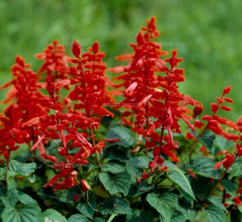 @knwtea すごいことに気づいたけど、 サルビアの花をこの陶器に生けると、 名探偵コナンの第１話の ジェットコースター事件のアレみたいになると話題に 