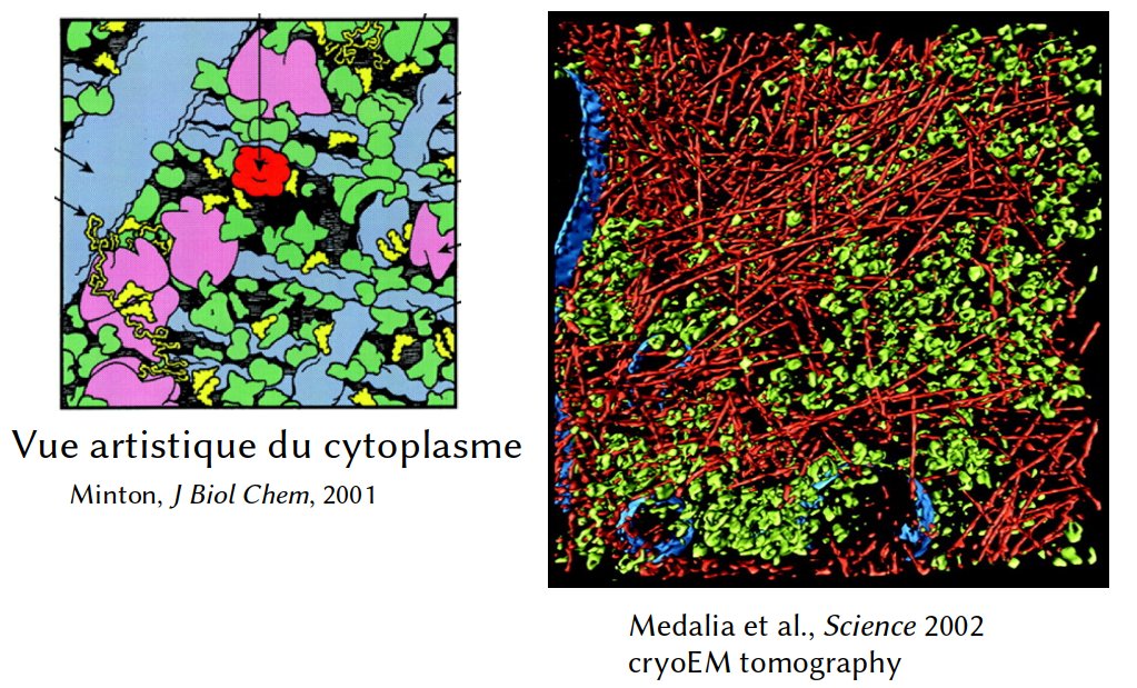 Un fil sur l'assemblage co-traductionnel des complexes multi-protéiques, un concept relativement récent, mais qui reste encore pas assez connu. On va démarrer avec une image que je présente dans tous mes cours, la voici.
C'est une image "artistique", à gauche, et "réelle", à ...