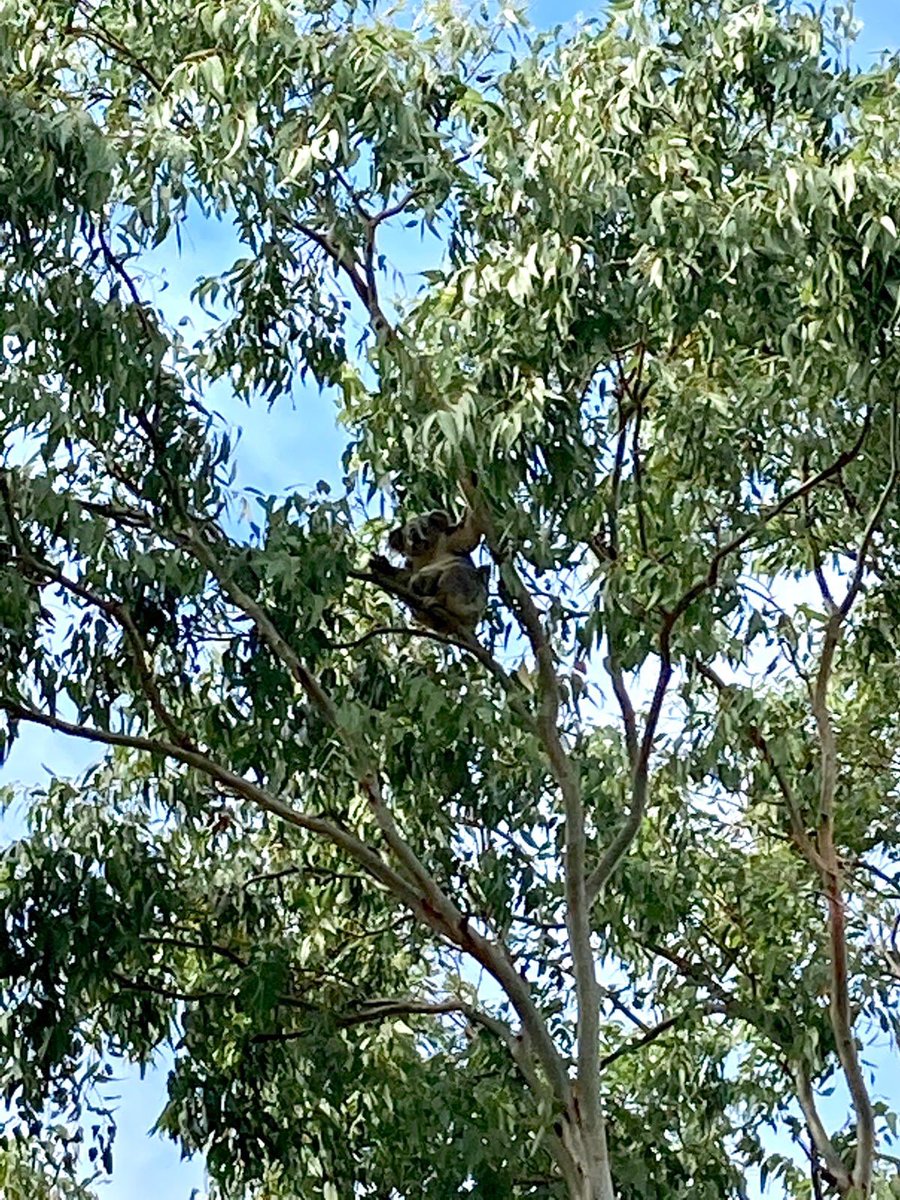Koala spotting, love where I live 💓