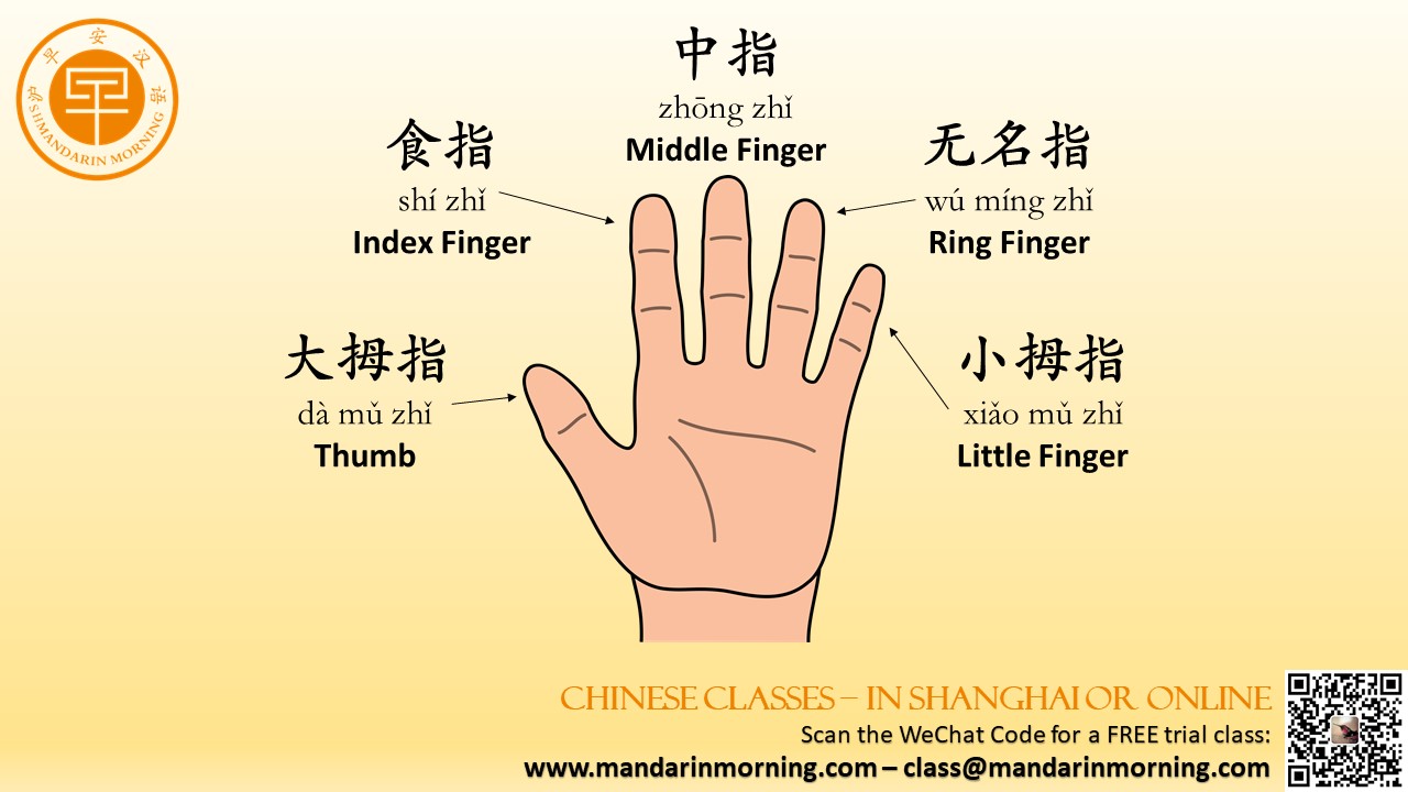 Mandarin Morning School on X Did you know that the ring finger in Chinese has no name not have name finger learnchinese chinese mandarin chineseclass chineselesson